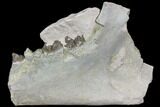 Oreodont Jaw Section With Teeth - South Dakota #81936-1